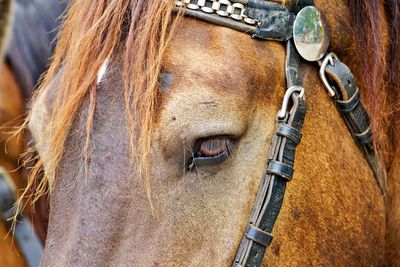 Close up on horse head