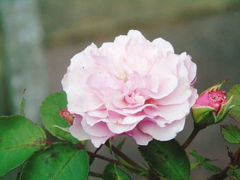 Close-up of pink rose