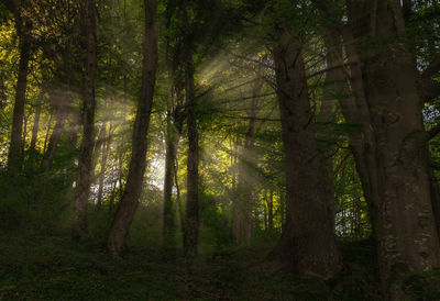 Trees in forest