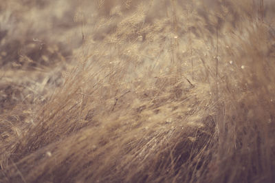 Full frame shot of plants on field