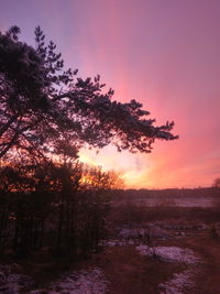 Silhouette trees in forest against sky during sunset