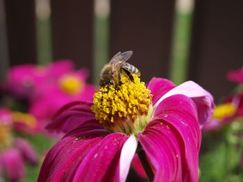 Close-up of bee on pink flower