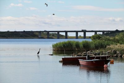 Summer mood. birds, bridge and board. view from valby park towards the kalvebod bridge .