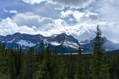 Pine trees on snowcapped mountains against sky