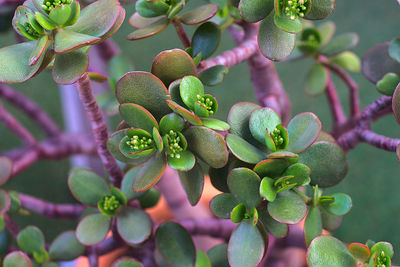 Crassula ovata fast growing plant