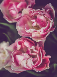 Close-up of pink rose