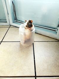 High angle view of a cat on floor at home