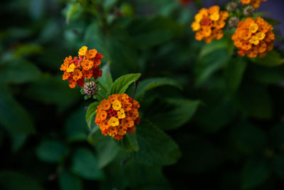 Close-up of orange marigold flower