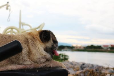 Close-up of dog looking away against sky