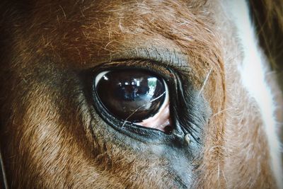 Brown horses eye