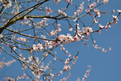 Low angle view of cherry blossom against sky