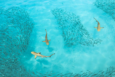 Tropical blacktip reef shark in maldives.