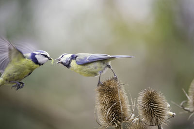 Close-up of birds