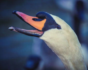 Close-up of duck swimming in sea