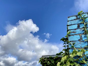 Low angle view of ivy against blue sky