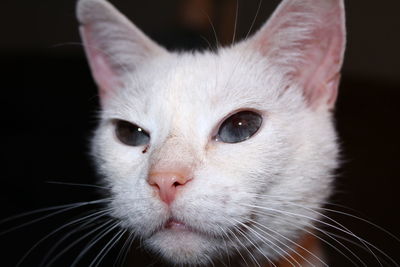 Close-up portrait of cat