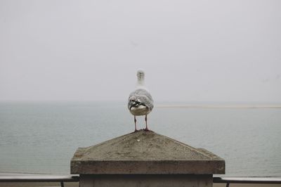 Seagull perching on wall by sea against clear sky