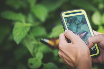 Cropped image of person photographing butterfly through smart phone