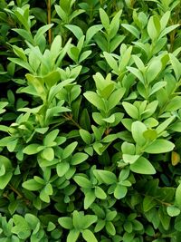 Full frame shot of green leaves