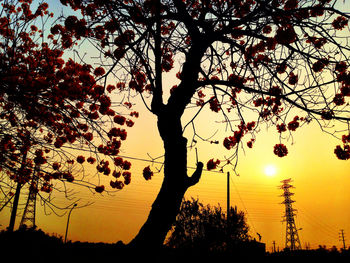 Silhouette of trees at sunset