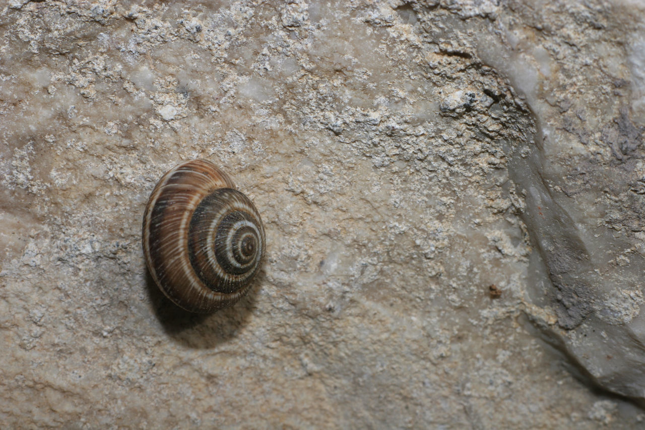 Snail and stonewall