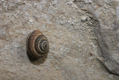 Close-up of snail