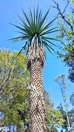 Low angle view of palm tree against clear sky