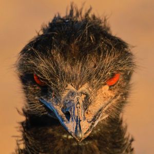 Close-up portrait of owl