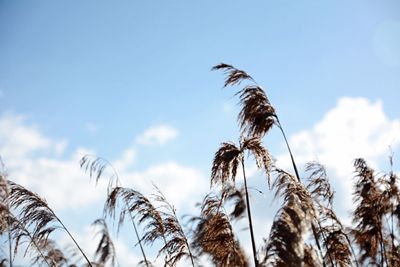 Low angle view of cereal plants against sky