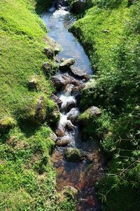 High angle view of stream amidst plants