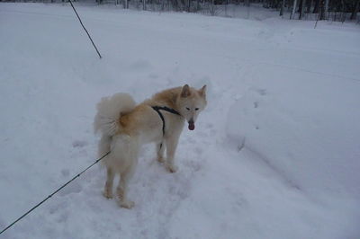 Dog standing on snow covered field