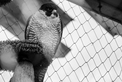 High angle view of birds