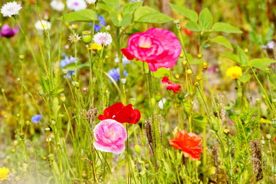 Close-up of pink poppy flowers