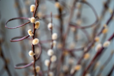 Close-up of flowering plant