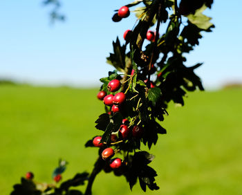 fruit