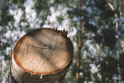 Close-up of tree stump in forest