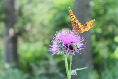 Close-up of butterfly on thistle