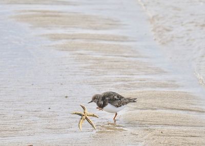 Bird on beach