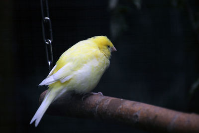 Close-up of bird perching outdoors