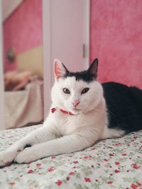 Portrait of cat lying on bed at home