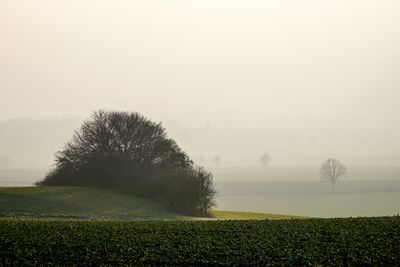 Trees on field against sky