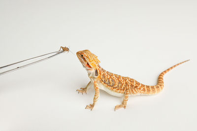 Close-up of lizard against white background