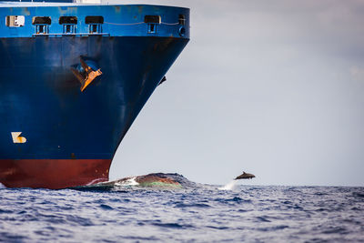 Dolphin in sea against sky