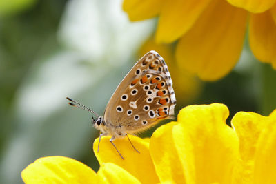 Close-up of butterfly pollinating on yellow flower