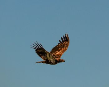 Golden eagle in flight