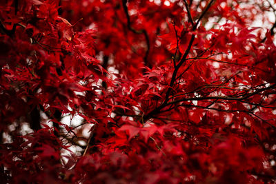 Close-up of red maple leaves on tree