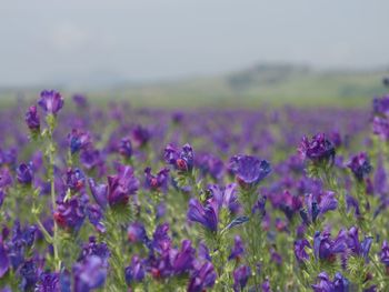 Close-up of purple wildflowers blooming in field