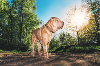 View of a dog looking away