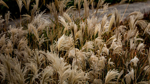Close-up of stalks in field