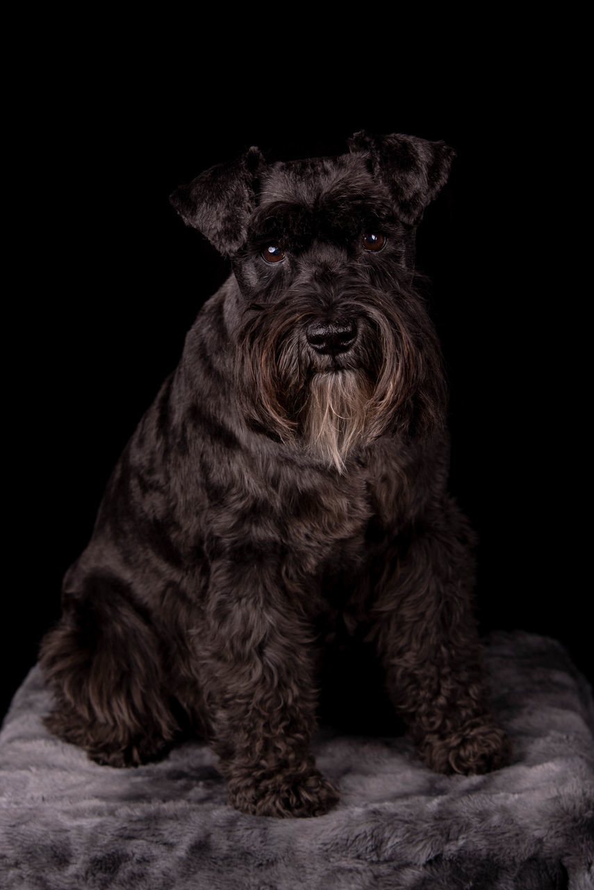 CLOSE-UP PORTRAIT OF DOG SITTING AGAINST BLACK BACKGROUND